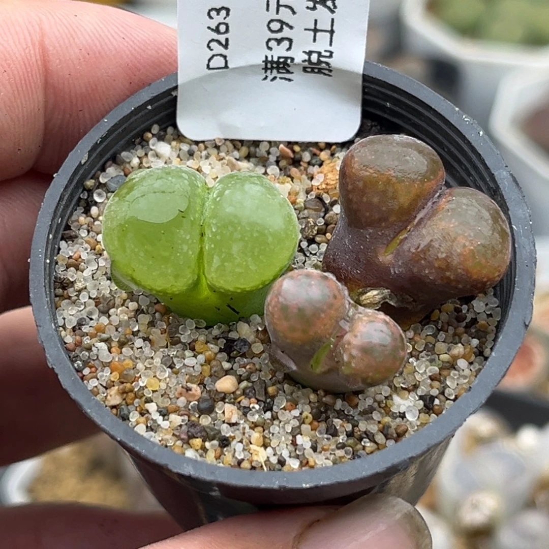 263多肉哈哈哈哈哈哈哈哈