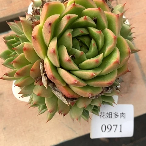 相***沫0971王炸88888888888