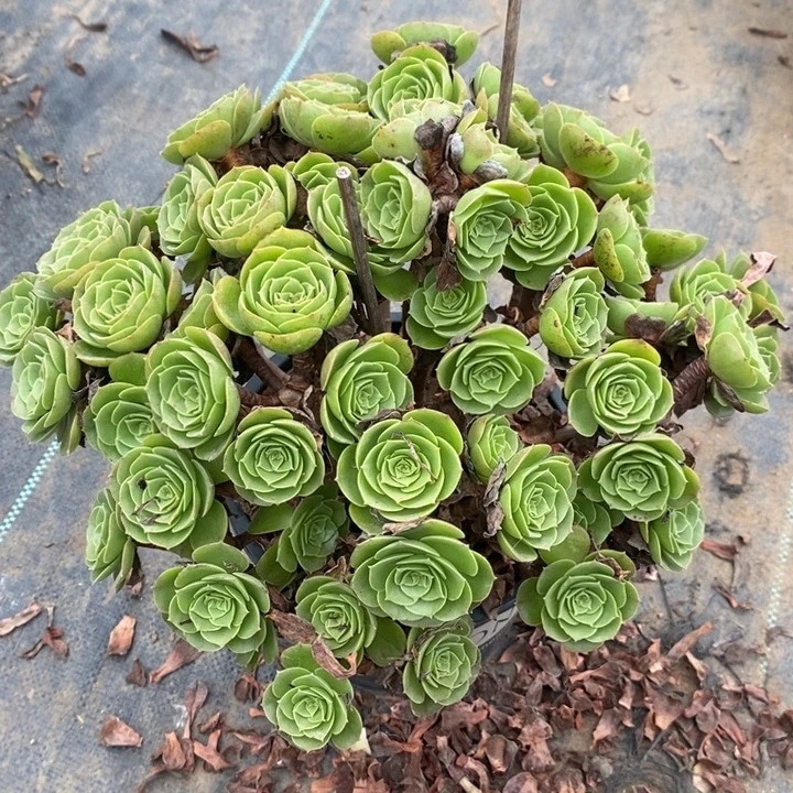 万圣节多肉植物025