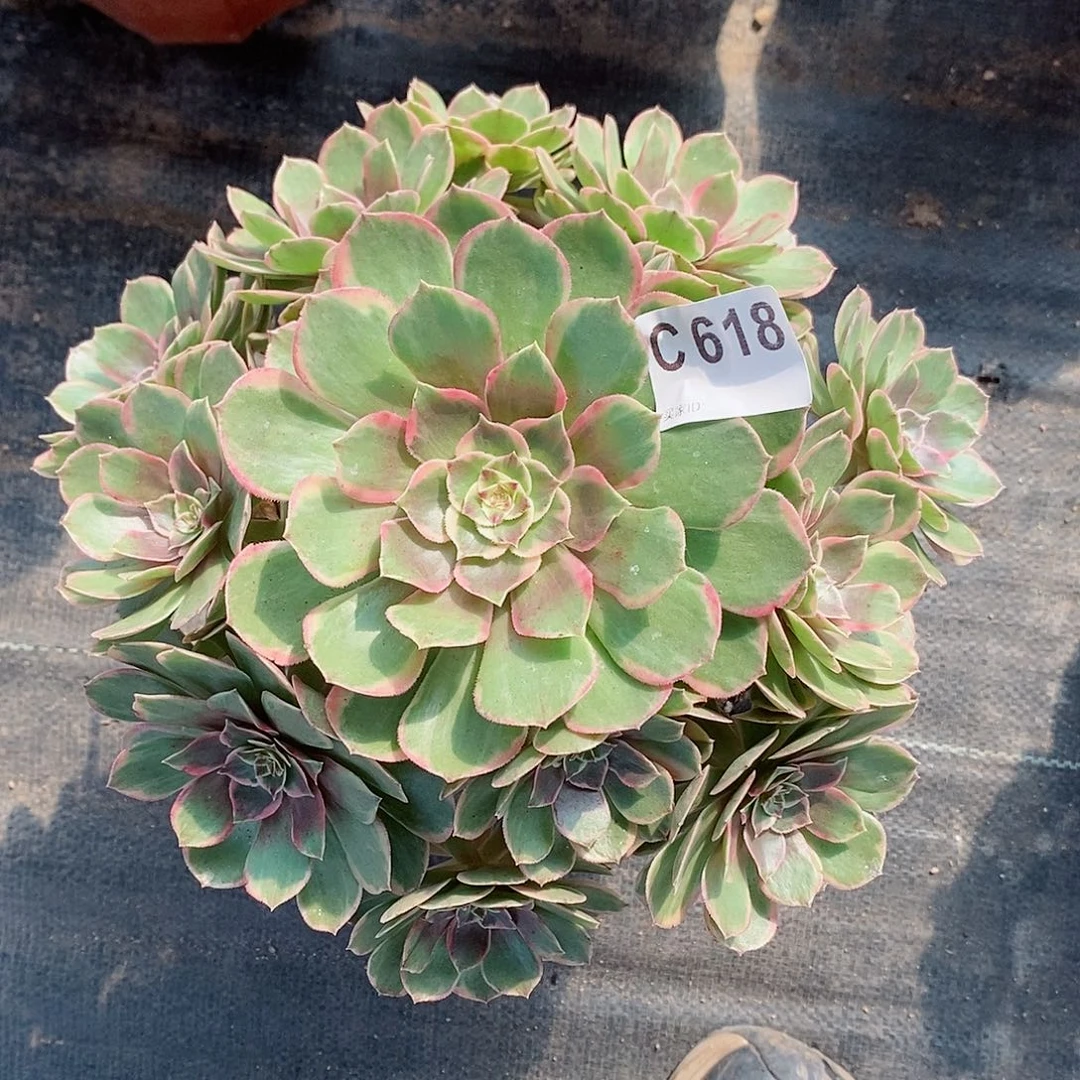 粉花妖618多肉11111