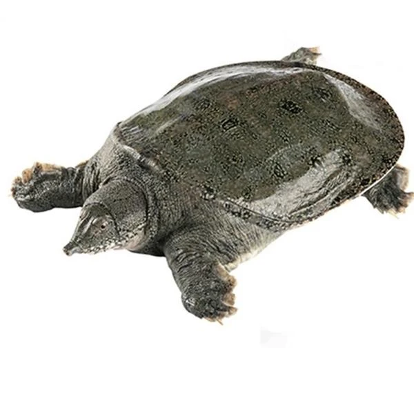 外塘鲜活甲鱼（大个头）｜一称一拍