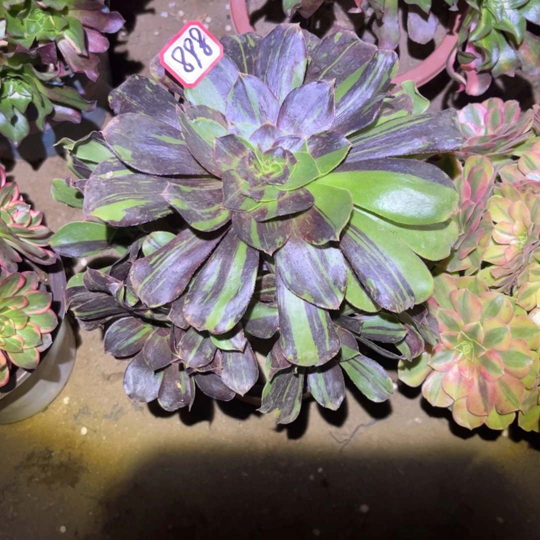 898多肉植物花斑鹿