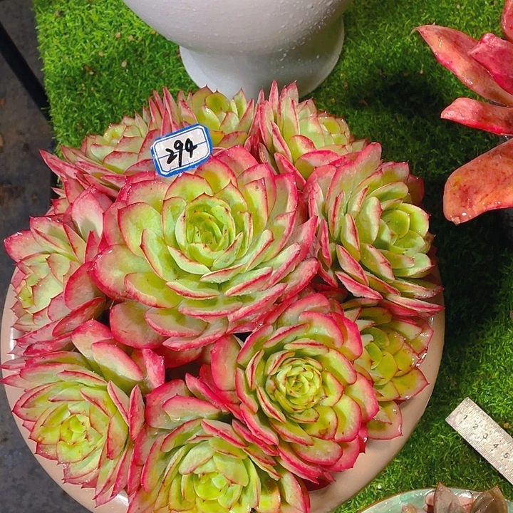 谢谢你的支持0000148