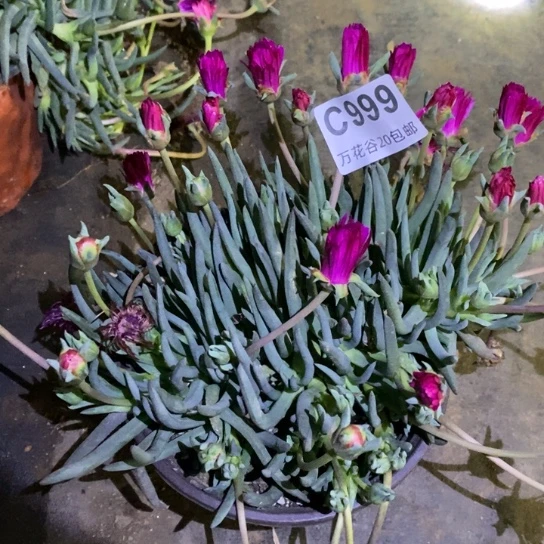 999奔龙多肉植物