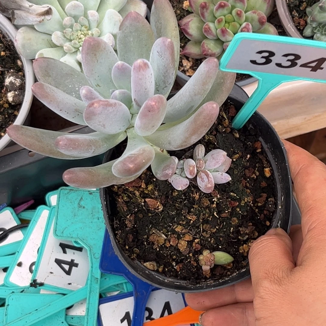 明***说多肉植物普齐飞334