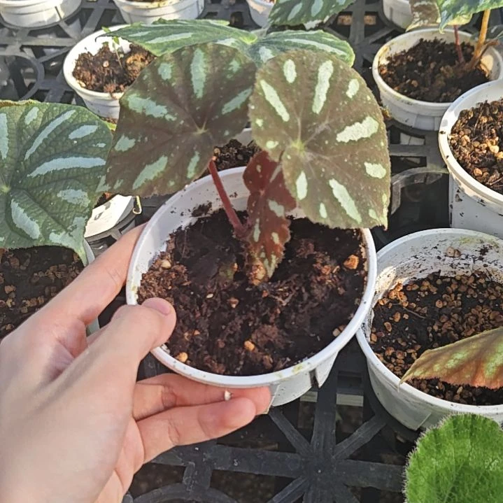 北越秋海棠一物一拍