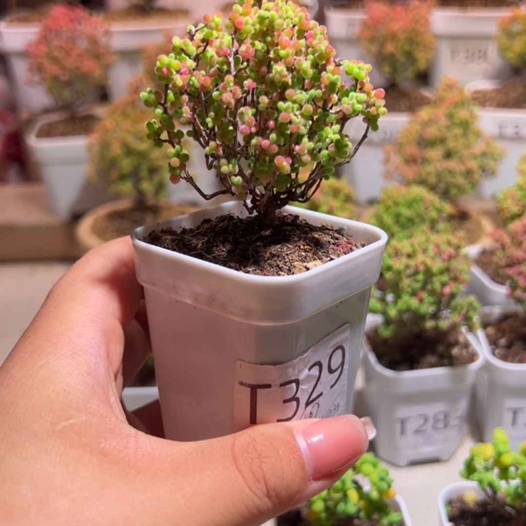 329蜜橘带土发货一物一拍