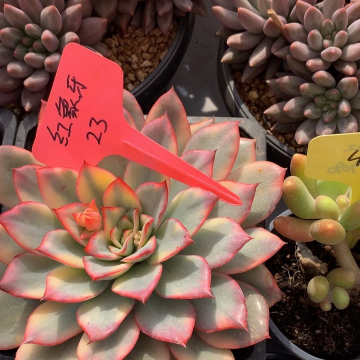 多日子和欧72727288282