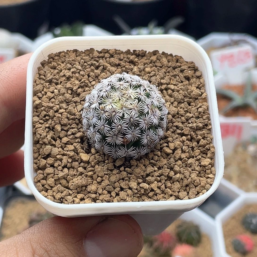 实生克氏丸仙人球多肉