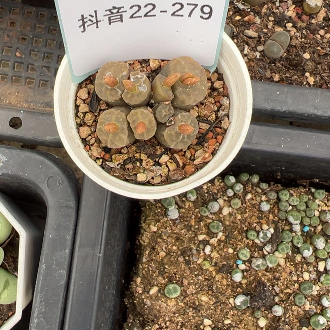 1***422-279肉锥多肉植物
