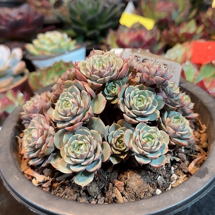 本吧惊鸿一物一拍包装收缩花旱676
