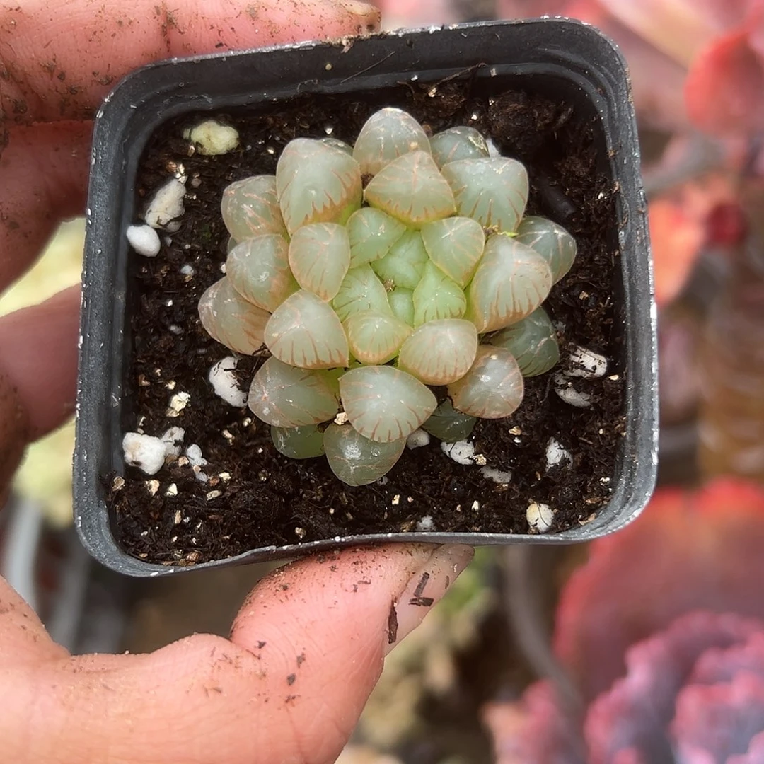 多肉植物多肉植物