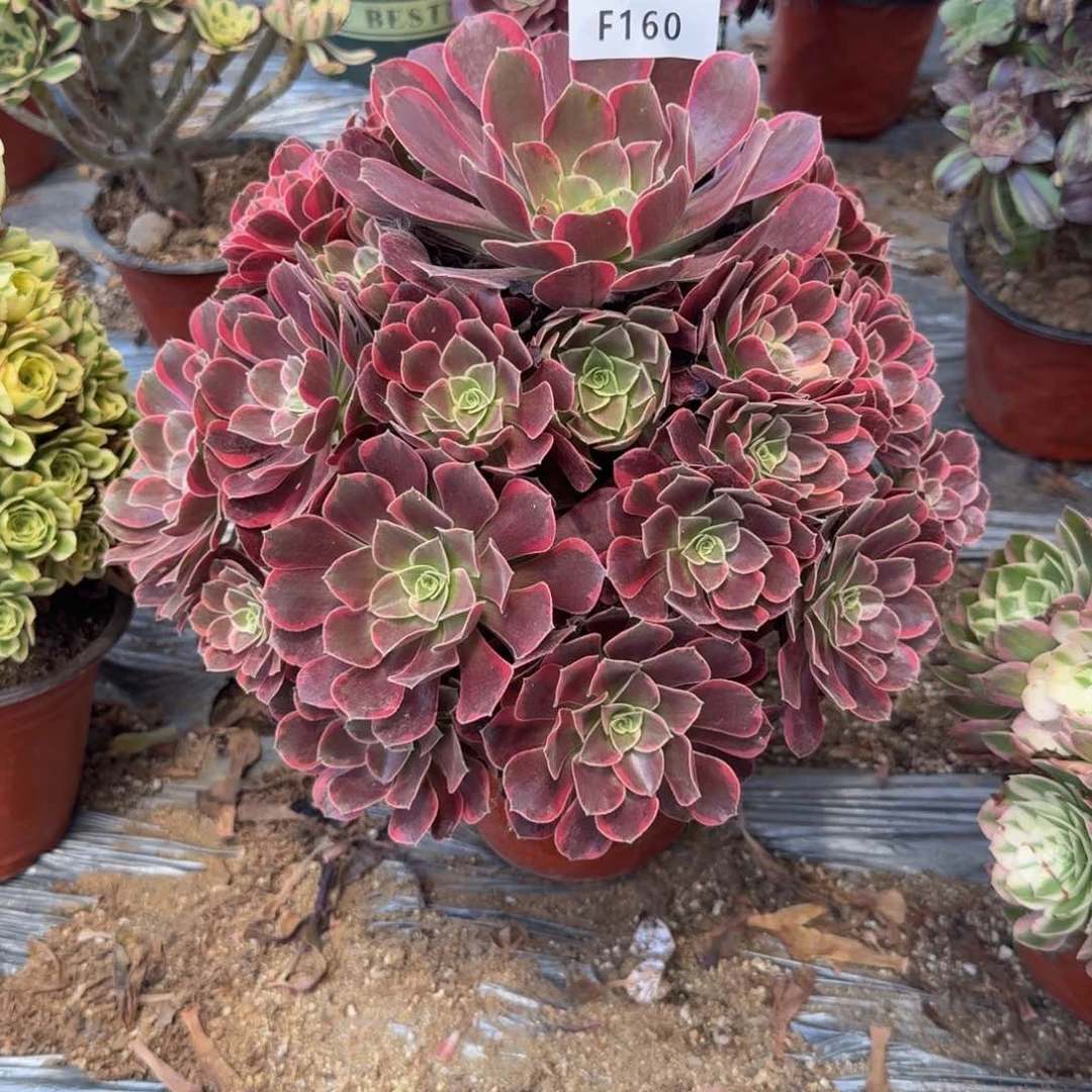 160金丝雀 多肉植物