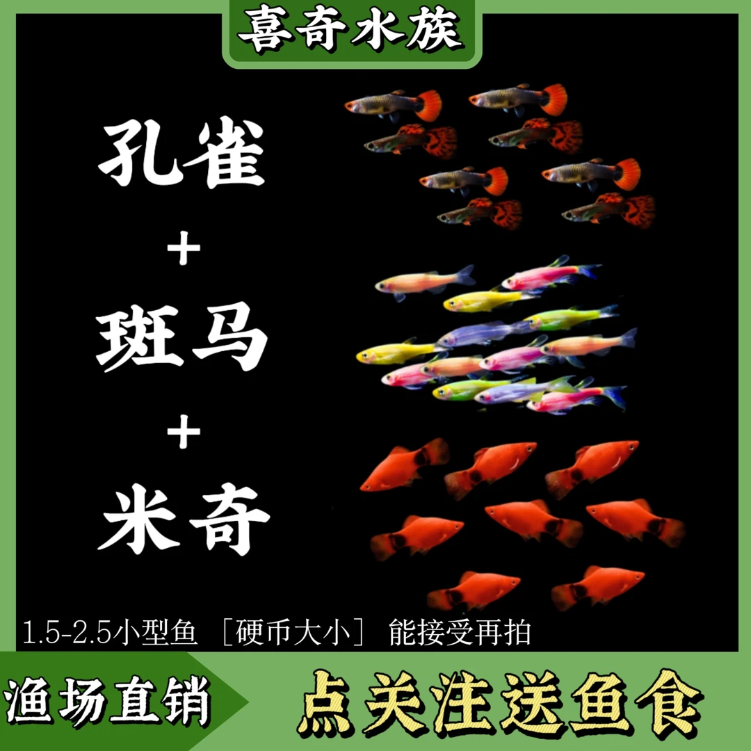 孔雀+斑马+米奇组合活体淡水鱼好养耐活小型观赏鱼好养观赏鱼