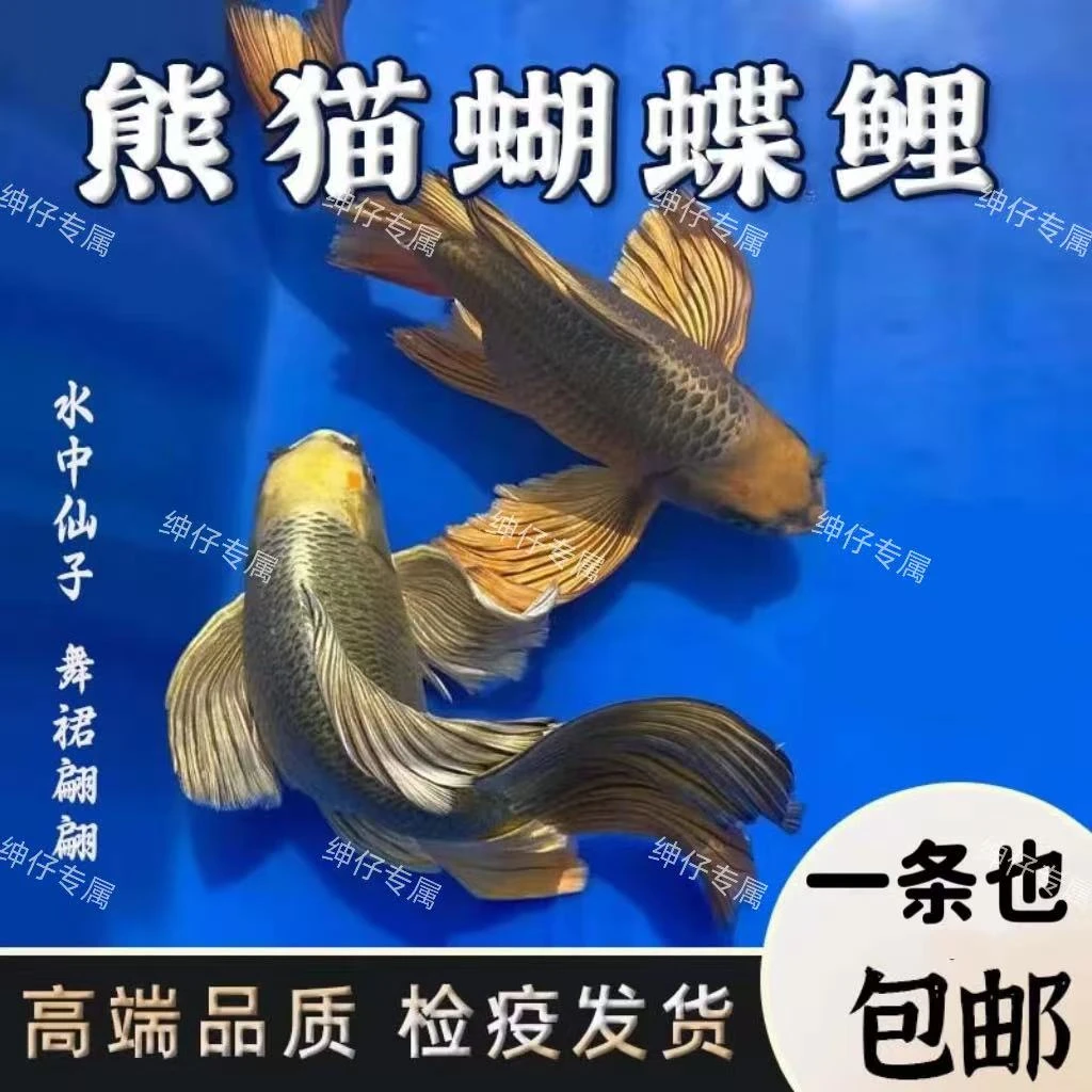 精品蝶鲤冷水耐活好养（201-300号绅仔专属）