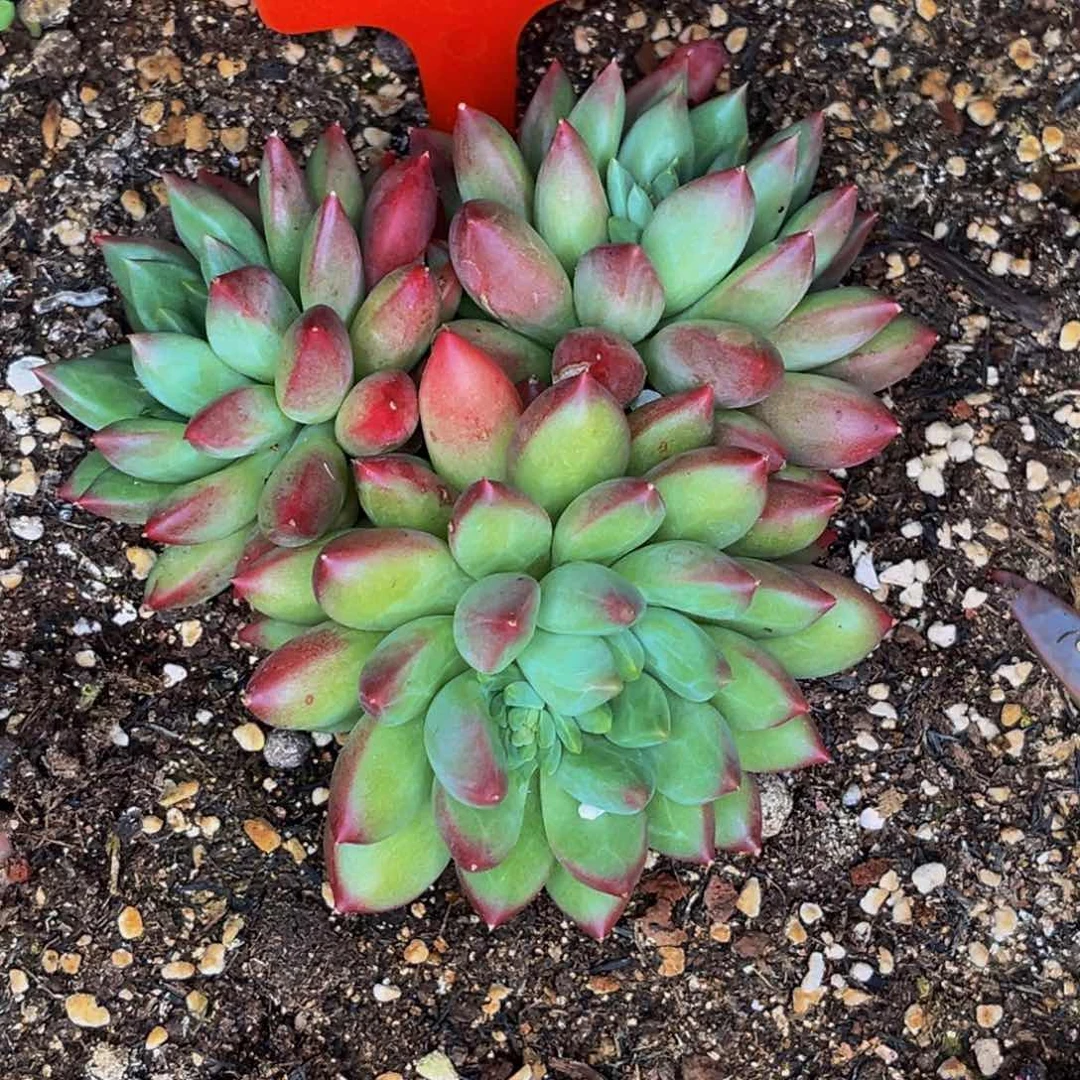 2606号晚上多肉植物群生多肉