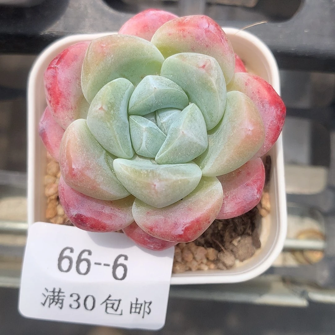 6。雪媚娘。血斑脸4.5cm