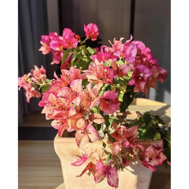 新品【水九月】三角梅好养阳台勤花可爬藤可垂丝勤花不带花