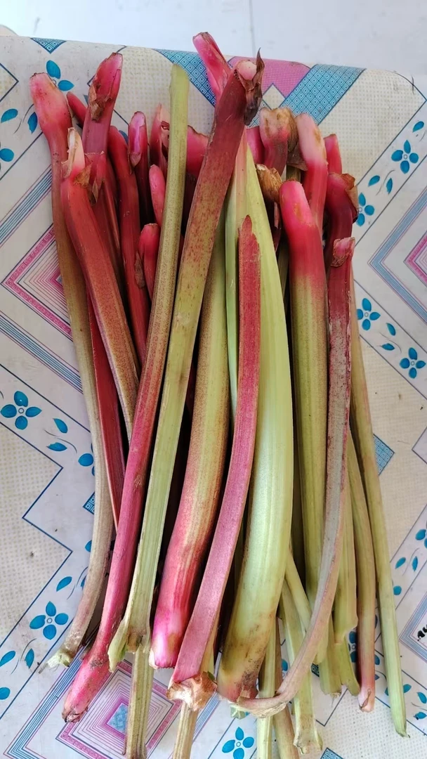 内蒙古克旗红山子新鲜下山带黄梗  精选三斤装  天然野生无污染