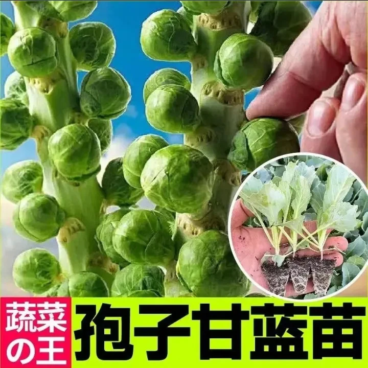 【孢子甘蓝菜苗】正品孢子甘蓝菜苗小头菜小包菜卷心蔬菜