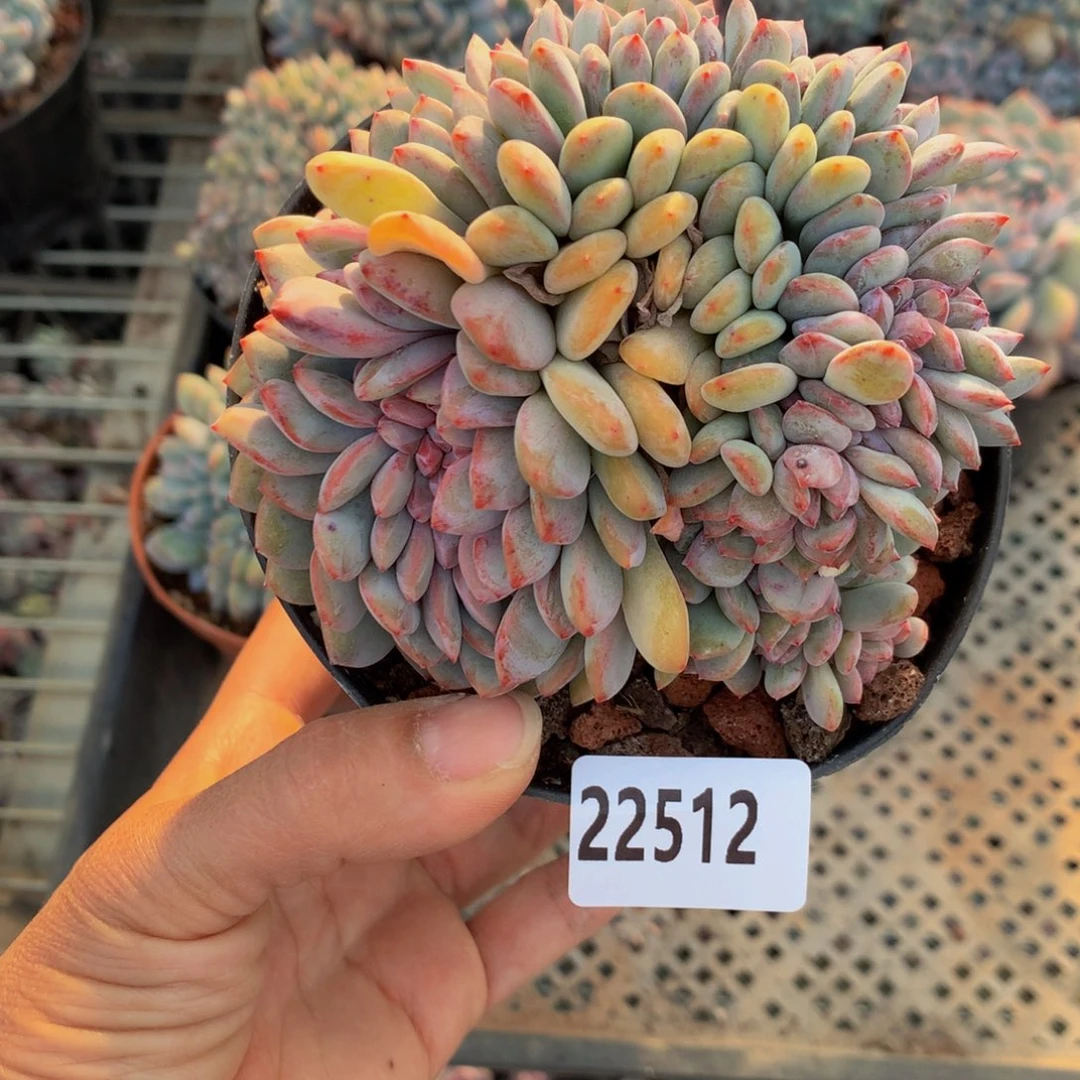 用****022512缀嗯嗯嗯嗯嗯加油