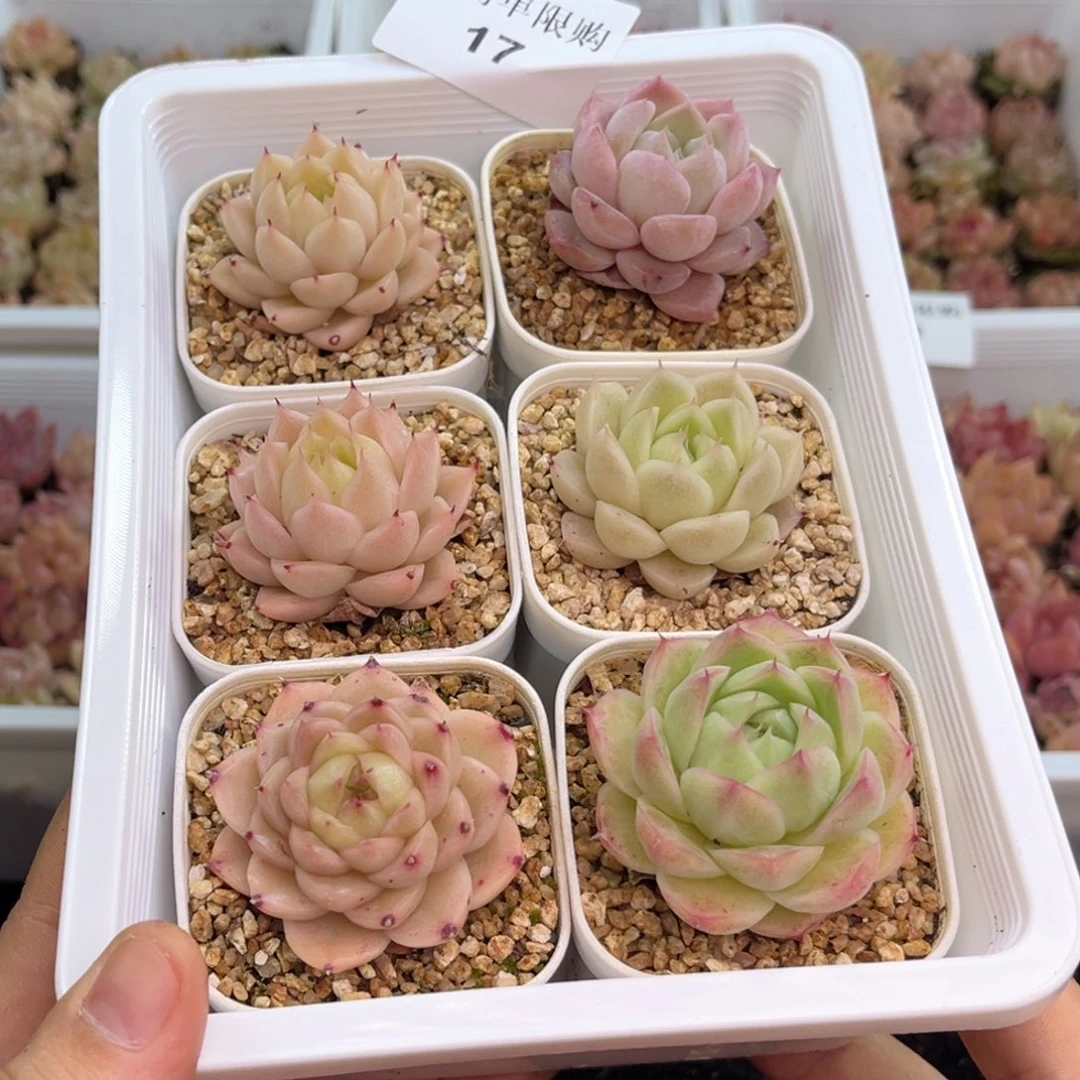 陳*17 尺寸2到3厘米 新疆西藏内蒙不发货