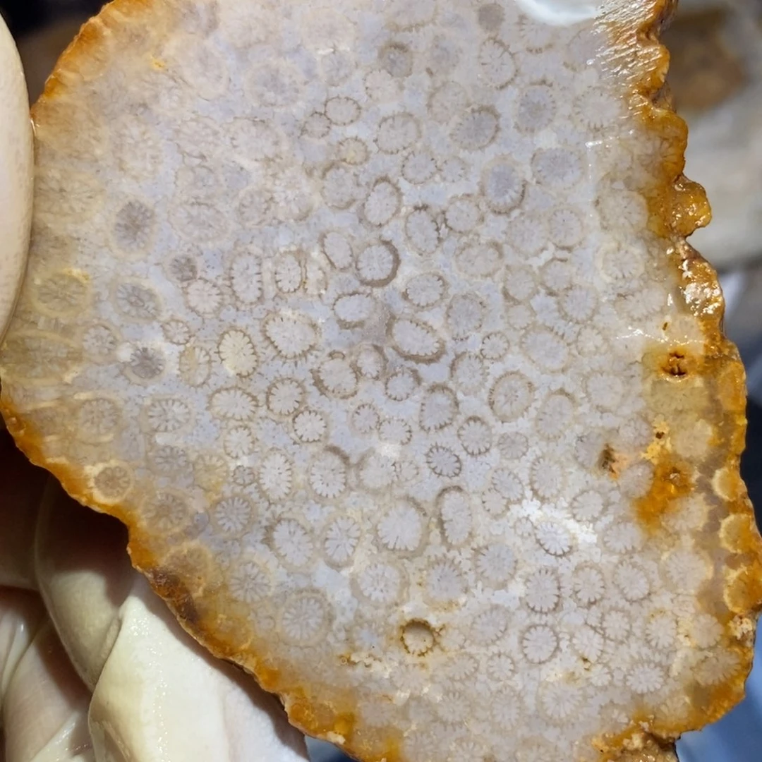 【闪购商品】硅化玉珊瑚玉未镶嵌