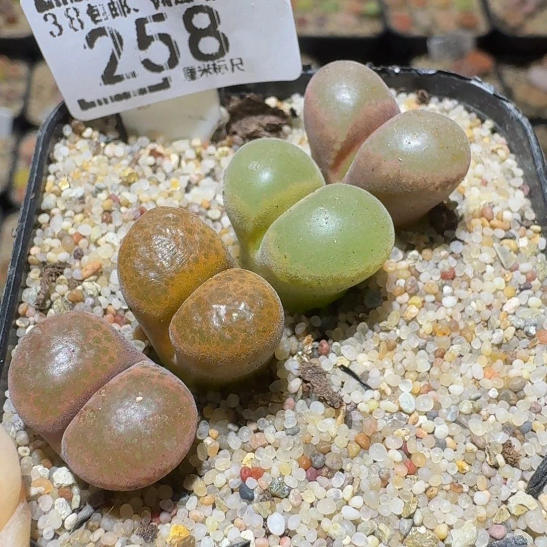 Ssss精品生石花258
