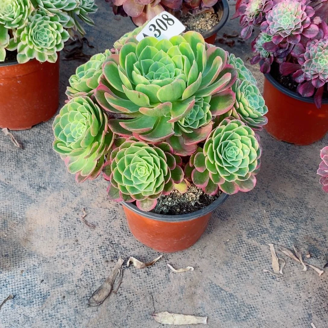 嫩桩奶白锦308多肉法师