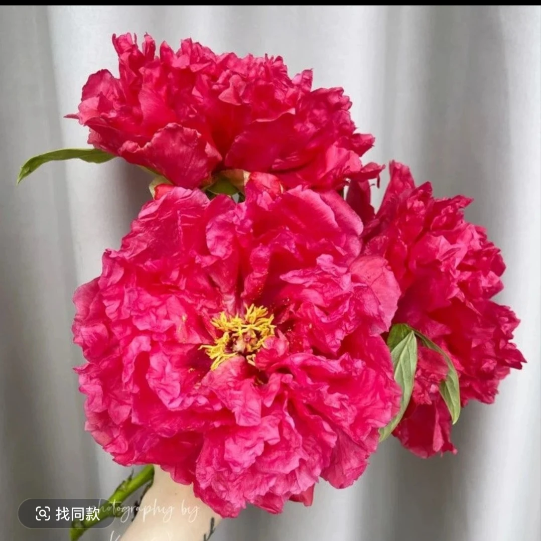 （旭港牡丹）红色系观赏牡丹花苗 洛阳重瓣牡丹花树苗耐寒热好养
