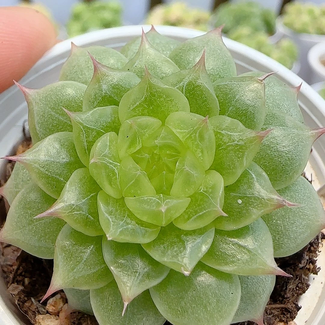 【闪购商品】0717-68珍妮海王