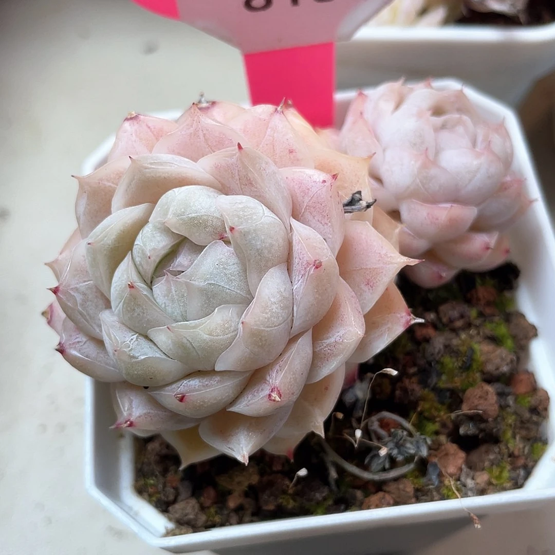 优选77号女王8151