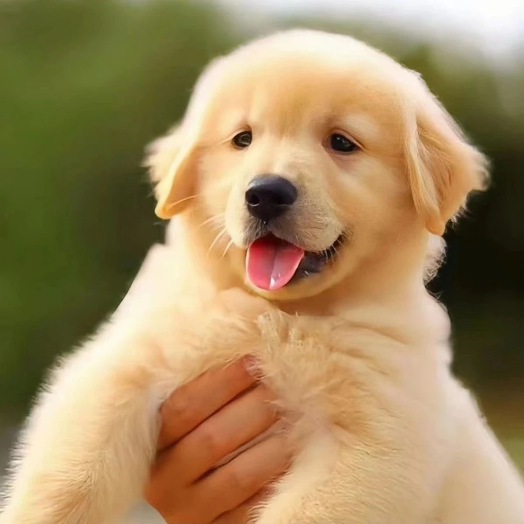 【豪杰】金毛犬金毛幼犬活体狗狗网红德牧犬赫兹离世宠物小型犬