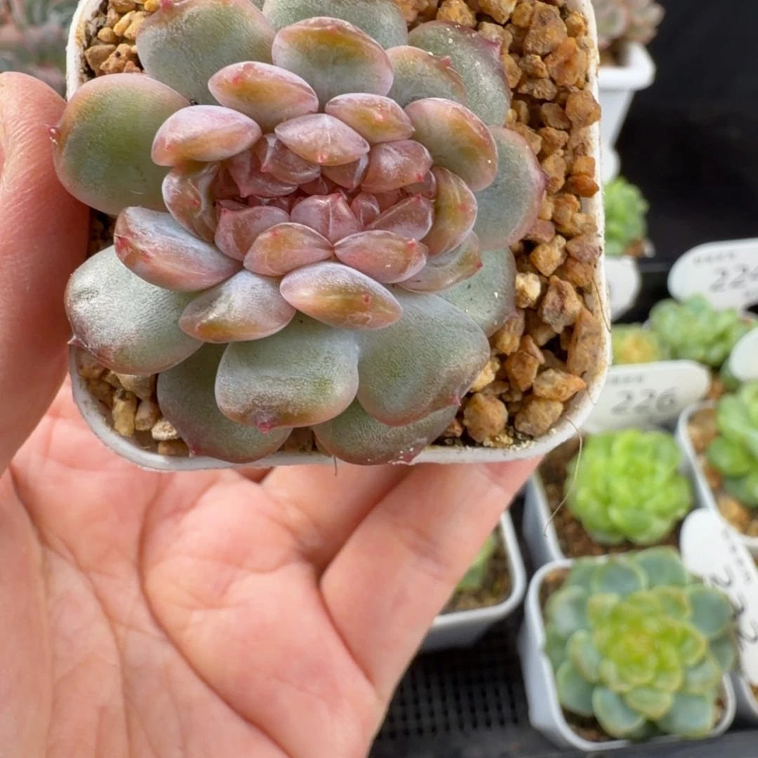 红色恋人缀化235号