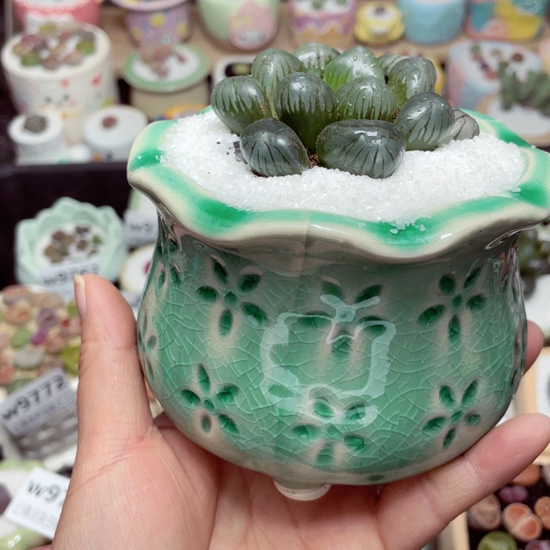 w9783 -零下地区拍保温箱-15支持寄养