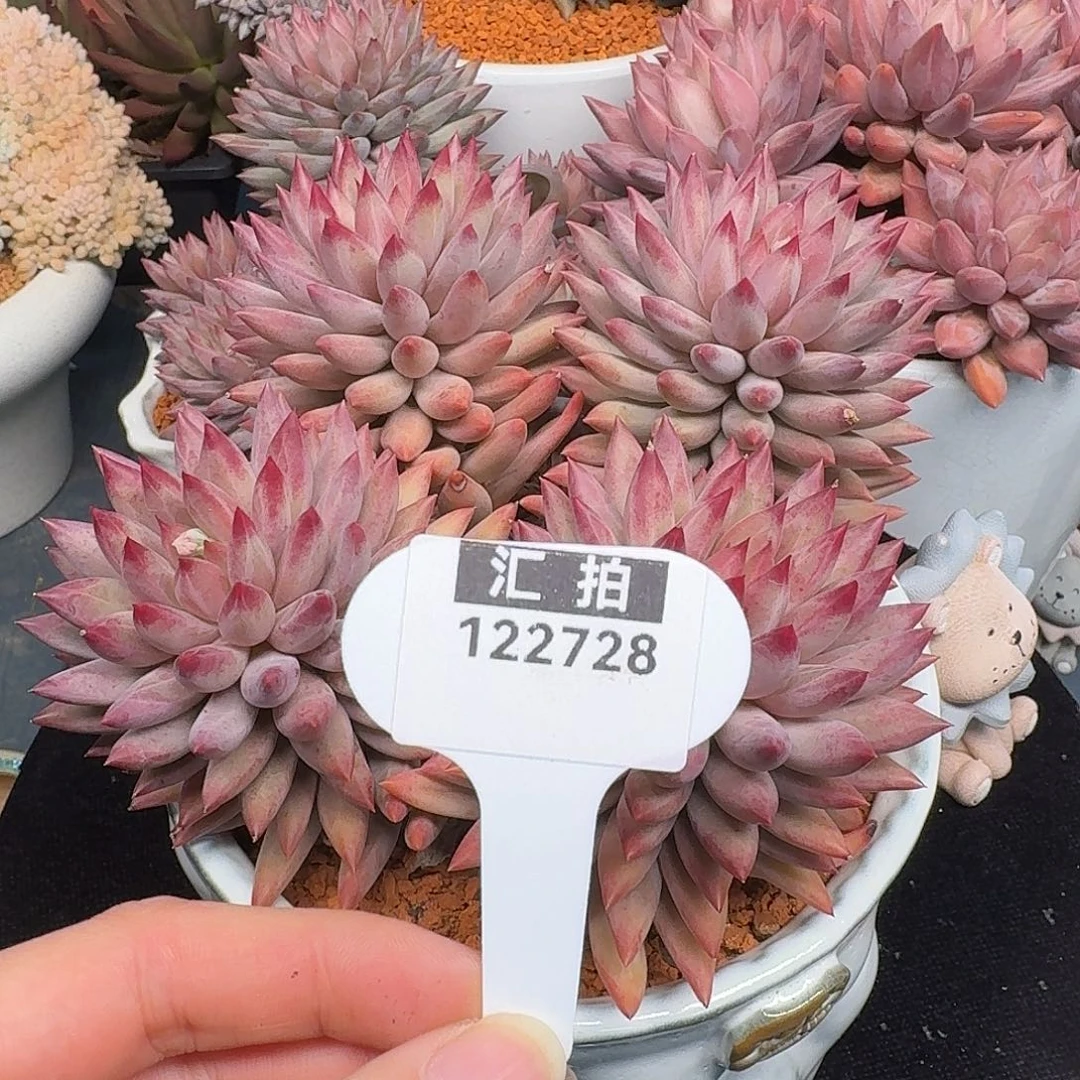 精品多肉植物122728