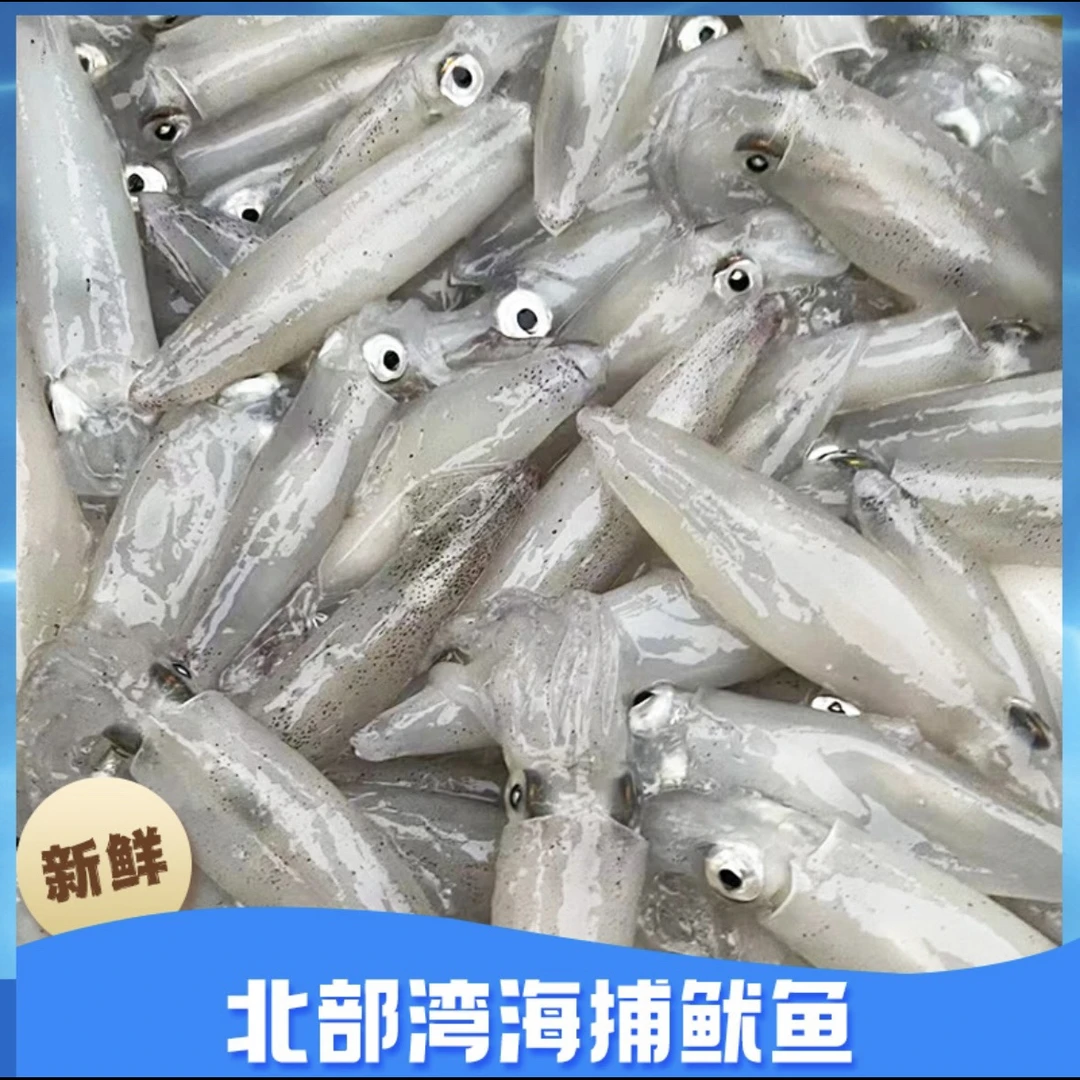 【顺丰直达】北海灯照鱿鱼 子弹管 没籽没膏包鲜包没沙速冻锁鲜发货