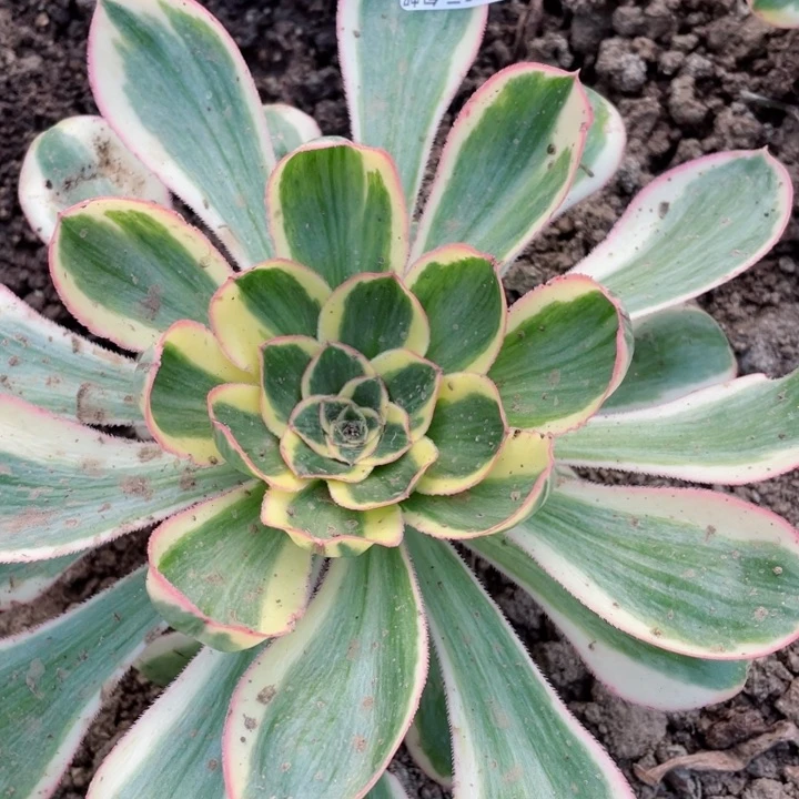 179艳资多肉12345678