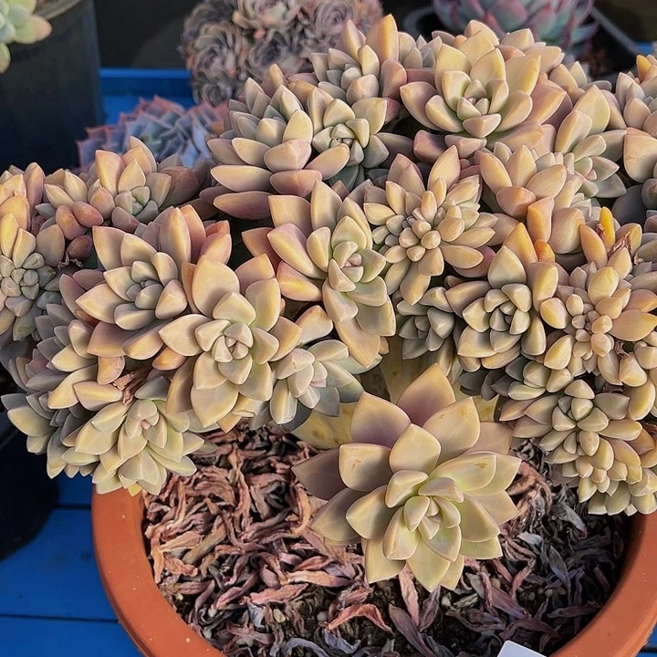 玫****?淡雪缀化4016