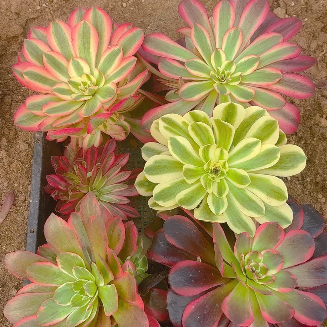 六颗不同品种组合多肉植物