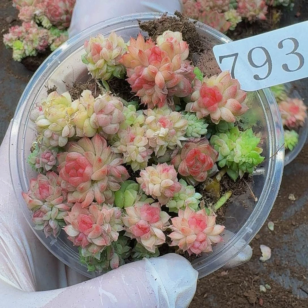 玲*多肉植物多肉植物793