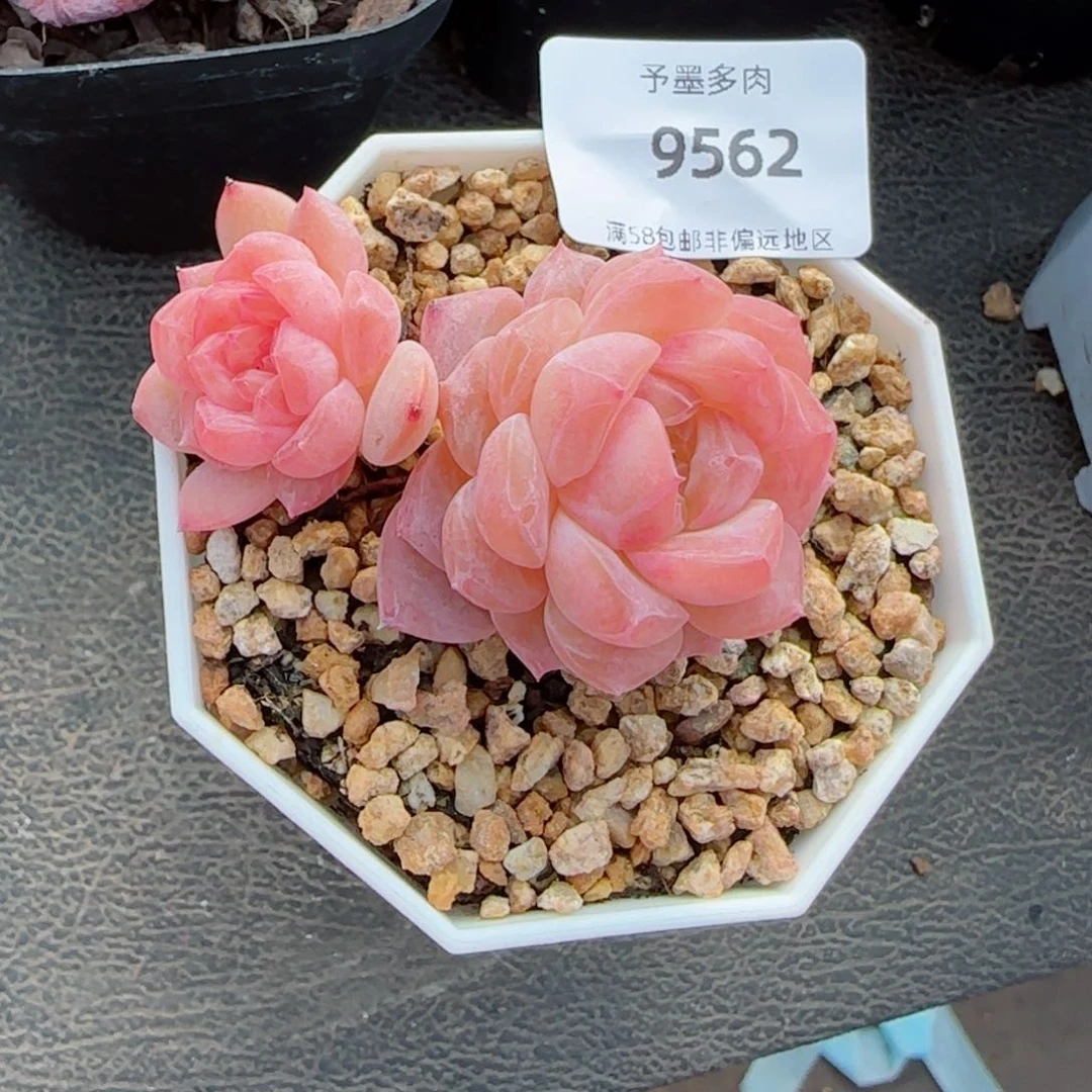 雪魄飘枝，9562多肉