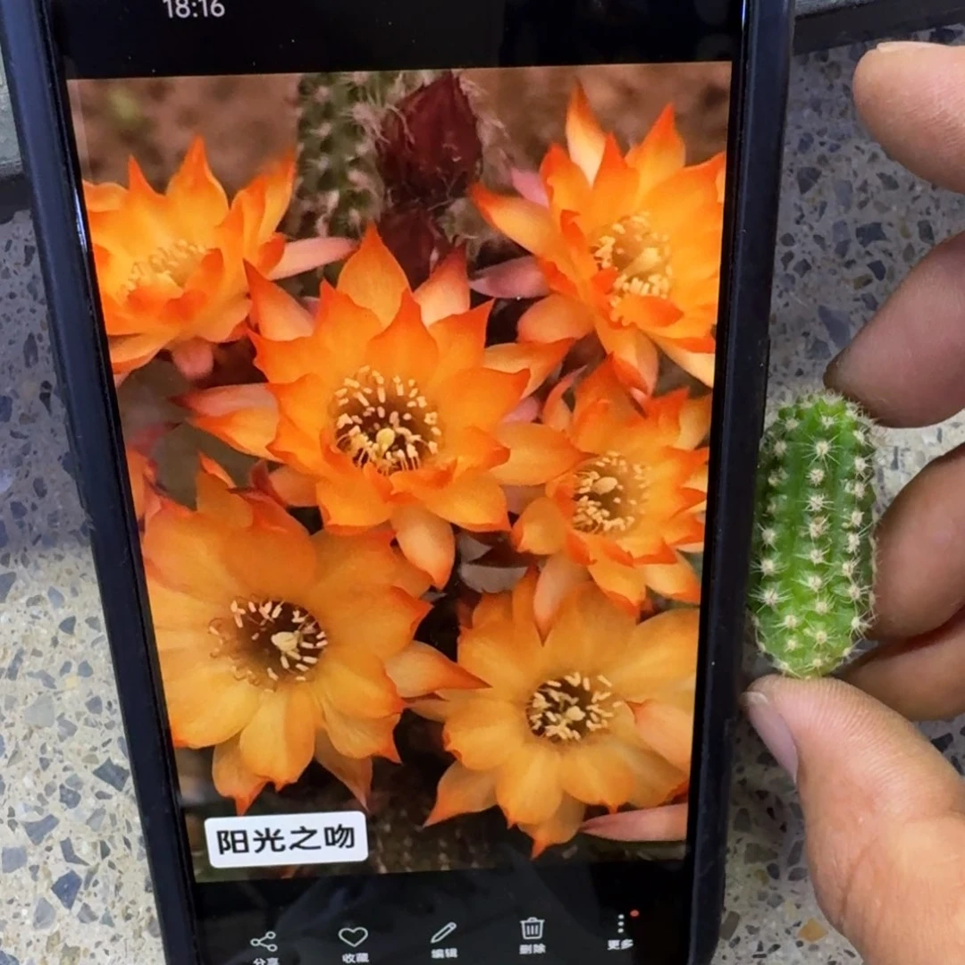 42白檀阳光之吻3个无根侧牙小，20包邮