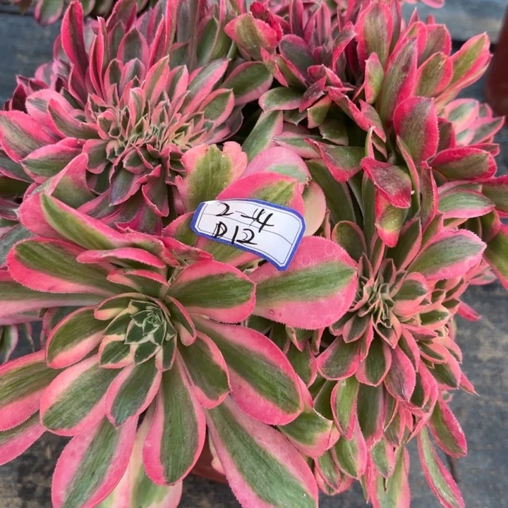 粉女巫缀多肉量拍一颗断枝不包