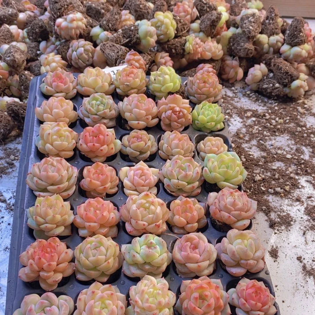 一物一拍。   015。