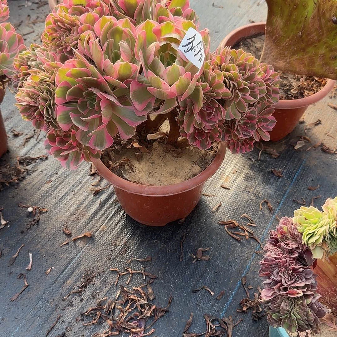 桓****女巫来咯哦哦呃呃呃呃