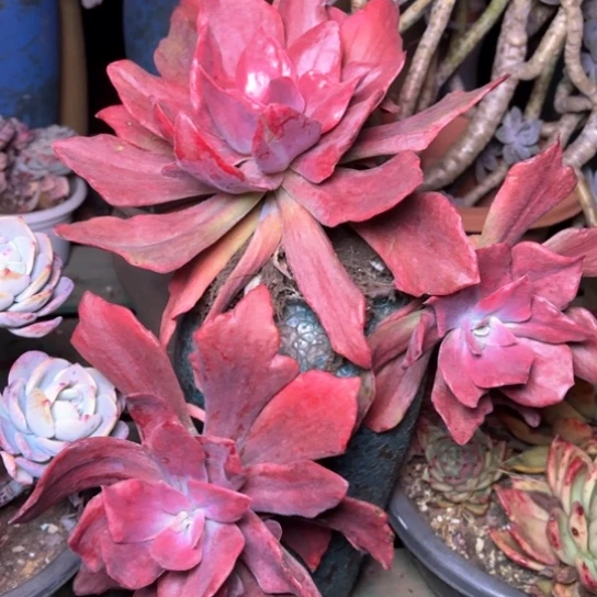 默*多肉植物的植物