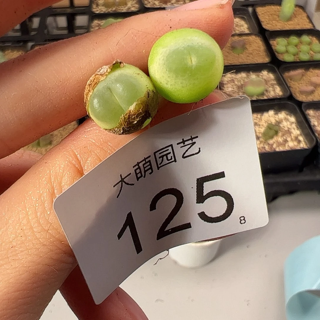 0000125 一物一拍。