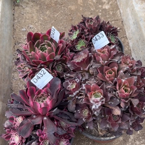 多肉植物女巫朝霞铜壶白魅金