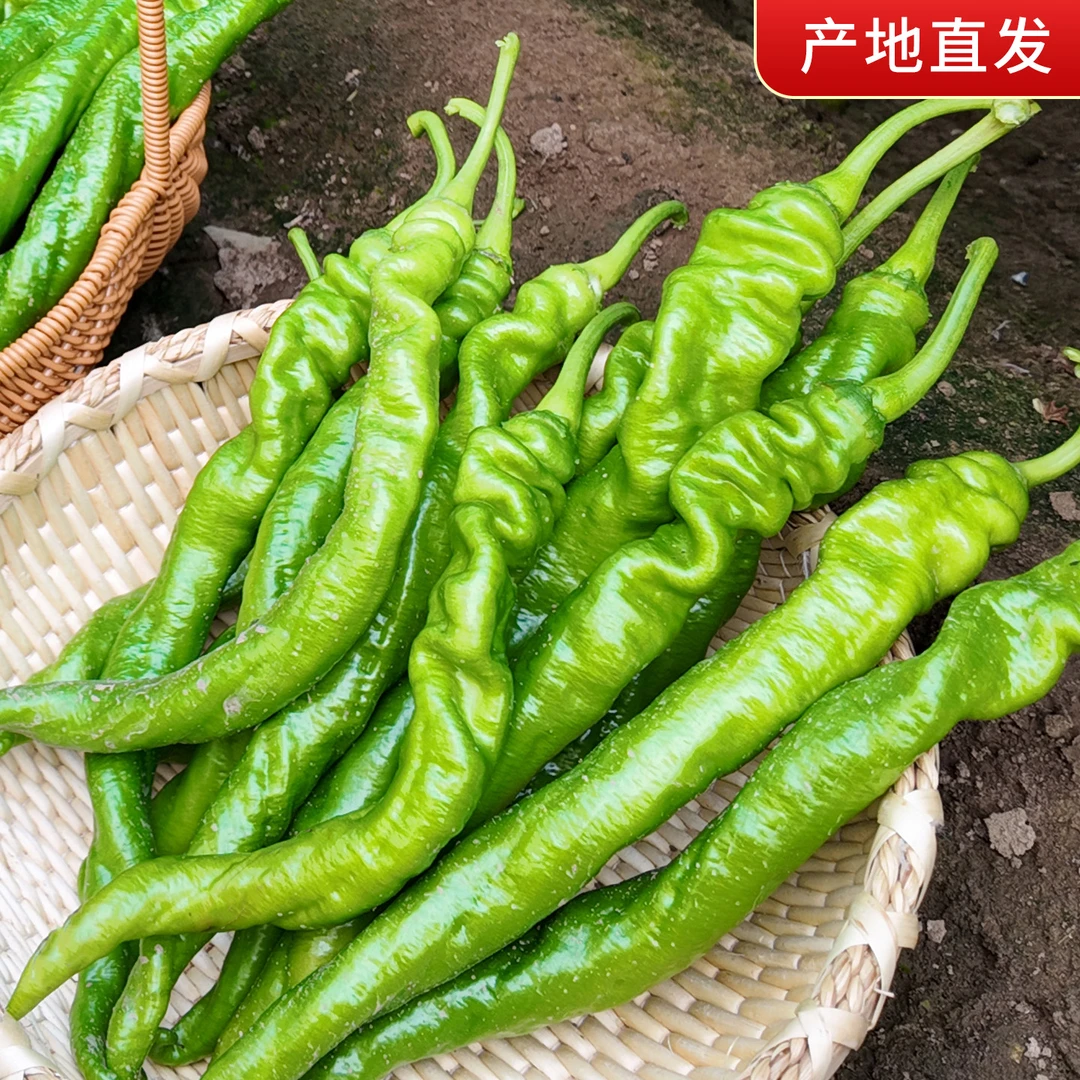 山东辣椒莘县新鲜现摘螺丝椒青椒薄皮中微辣适合炒肉的时令蔬菜